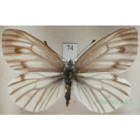 Pieris bryoniae (Hübner, 1806) female Bielinek bryonie Slovakia74